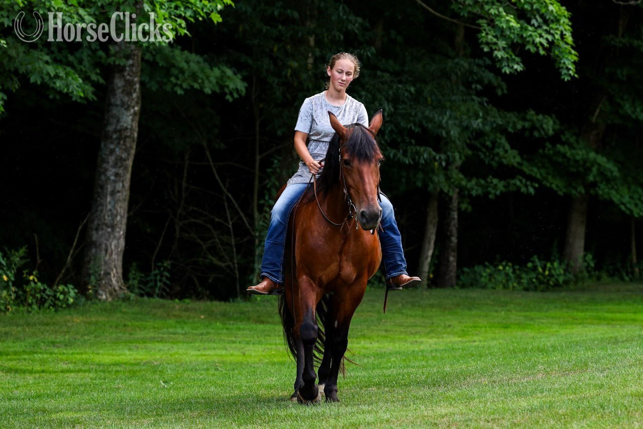 Friesian - "RAINE"  Mare Friesian