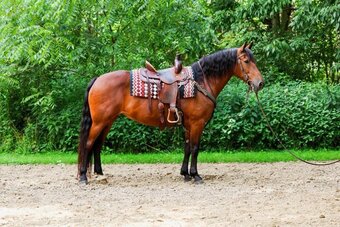 "RAINE"  Mare Friesian