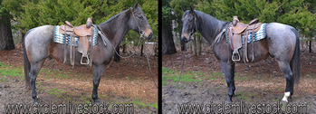 "BIG BOY DE VILL" Blue Roan Gelding Quarter Horse