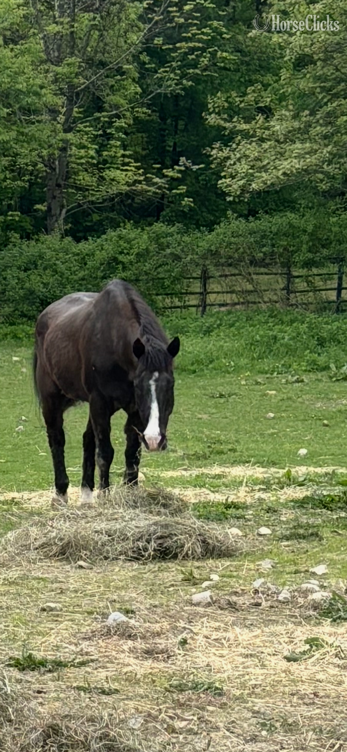 "Magic " Black Gelding Morgan in Massachusetts