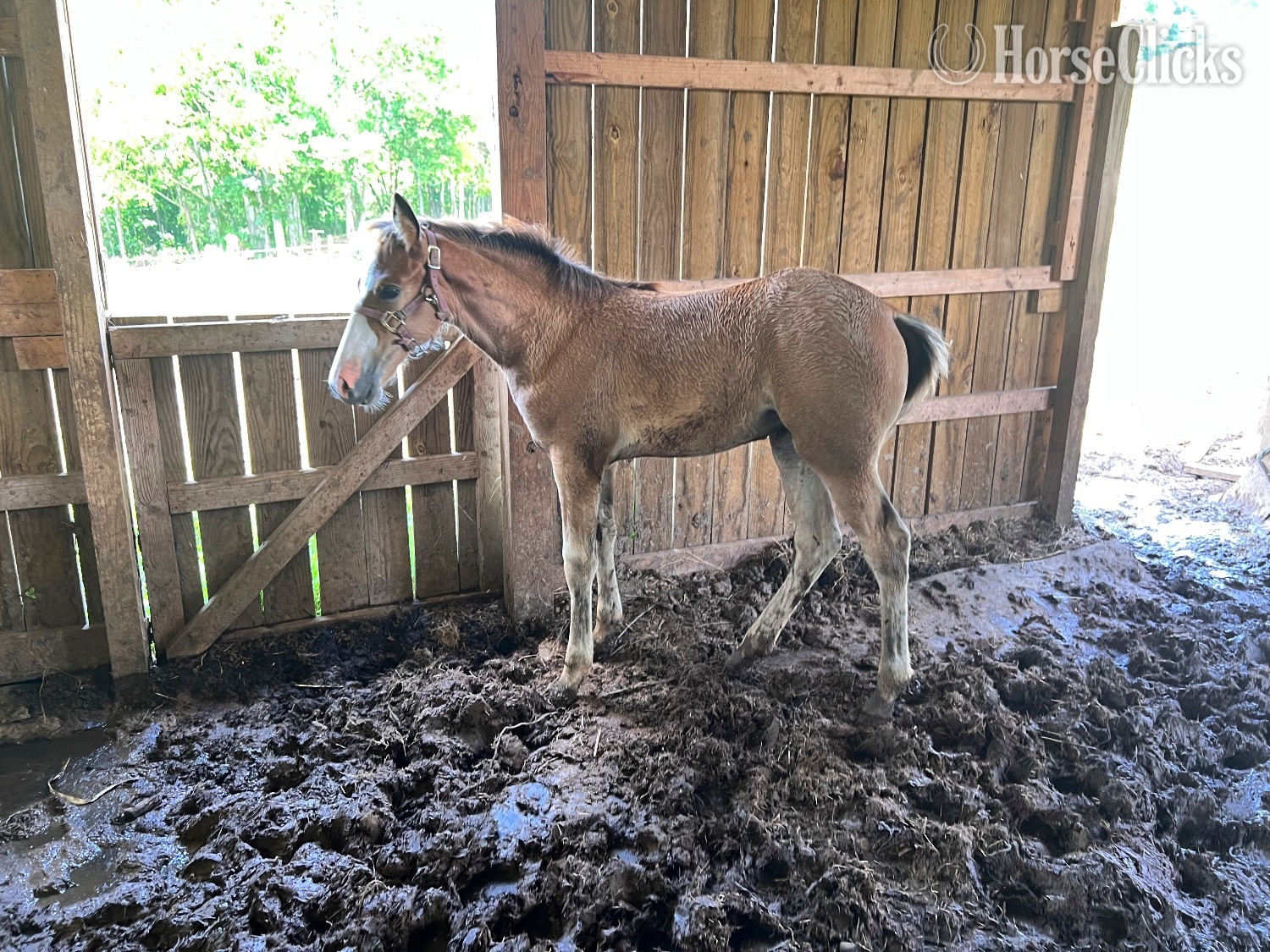 "My Faith in Dixie" Buckskin Mare Tennessee Walker in Tennessee