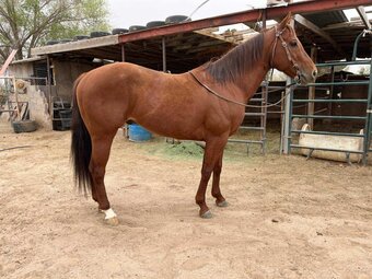 "Runaway Mr Jess" Sorrel Stallion Quarter Horse
