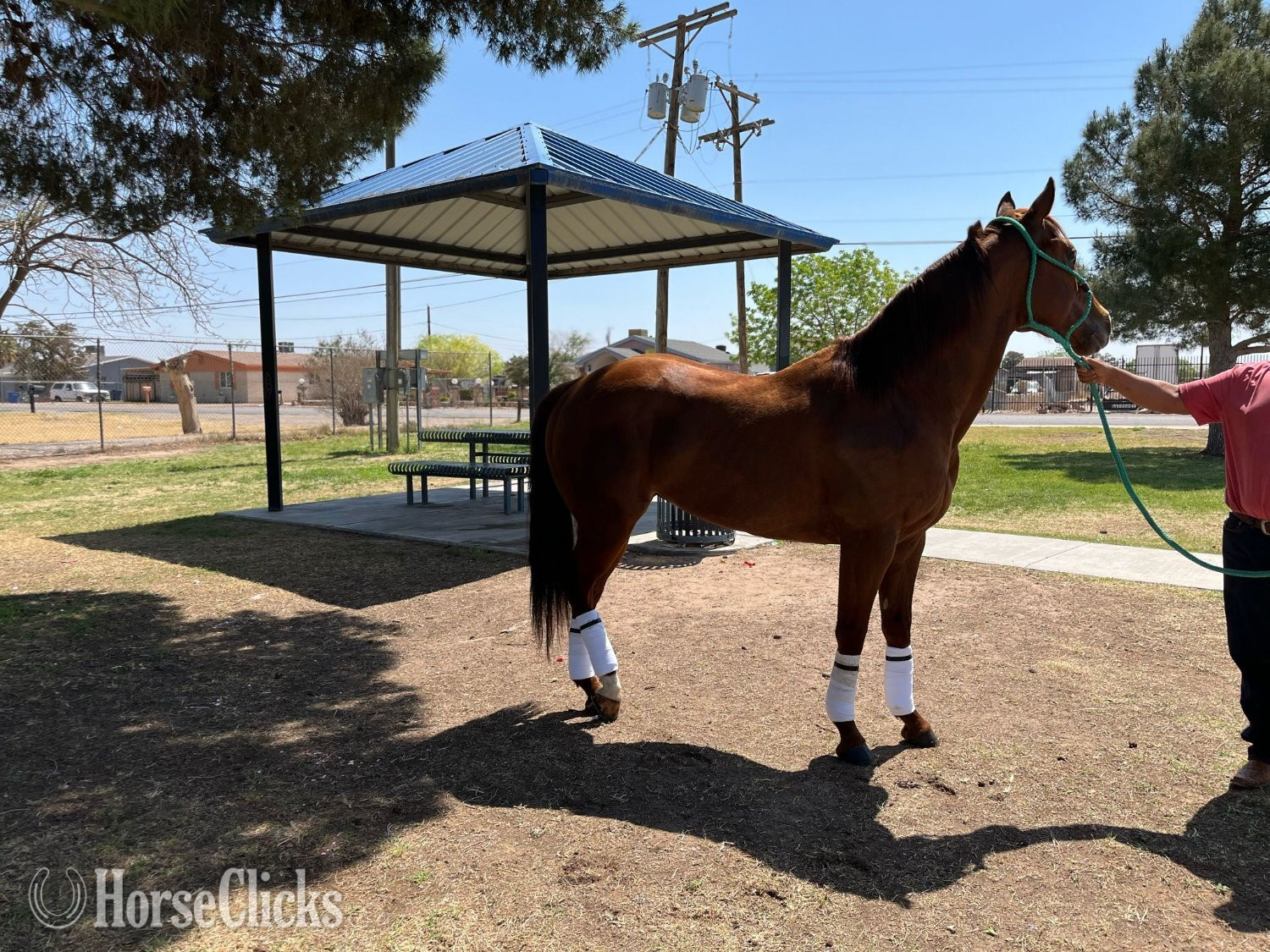 "Runaway Mr Jess" Sorrel Stallion Quarter Horse