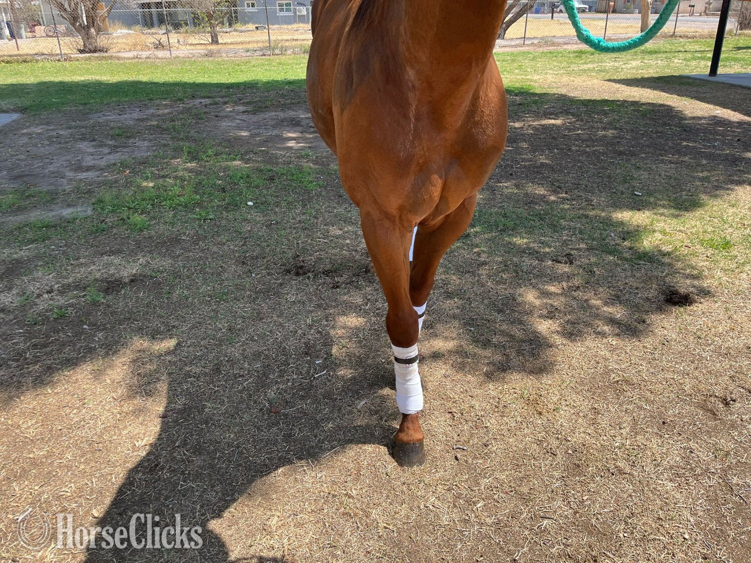 Texas "Runaway Mr Jess" Sorrel Stallion Quarter Horse