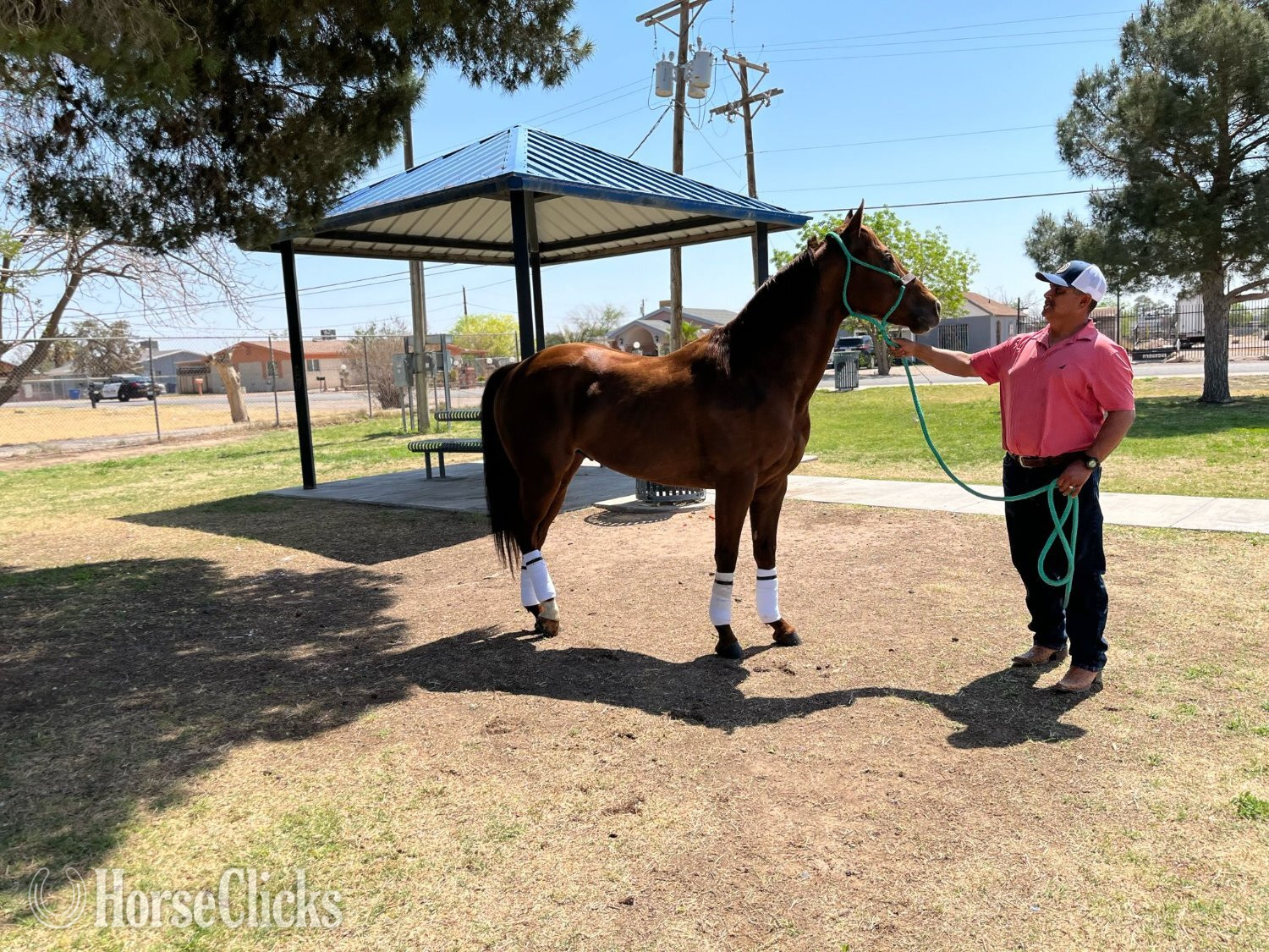 Quarter Horse - "Runaway Mr Jess" Sorrel Stallion Quarter Horse in Texas