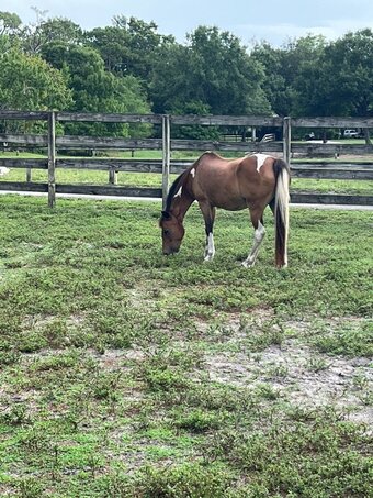 "Ballerina" Pinto Mare Shetland Pony