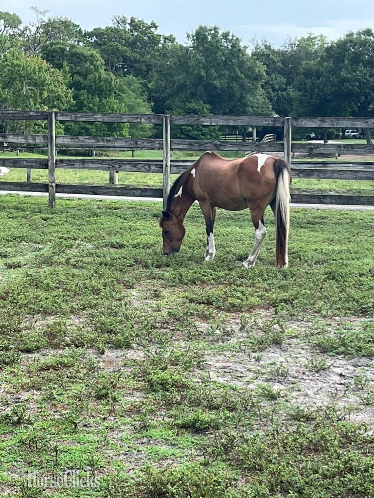 "Ballerina" Pinto Mare Shetland Pony in Florida