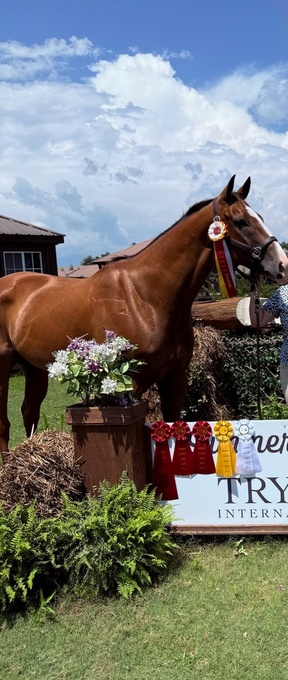"Maths Highest Honor" Bay Gelding Quarter Horse