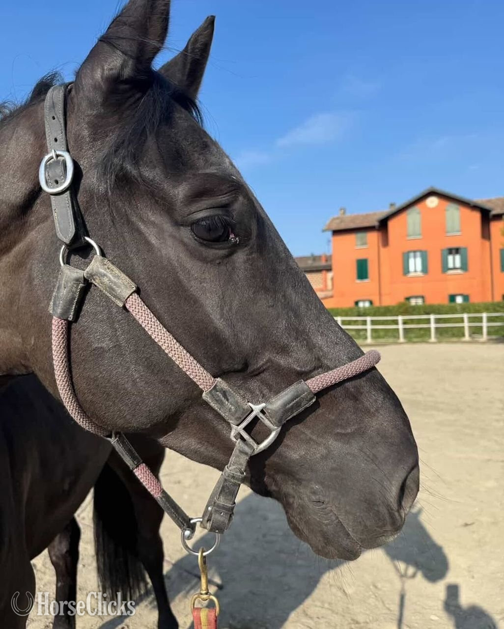 "CAVALIER"  Stallion Belgian in Missouri
