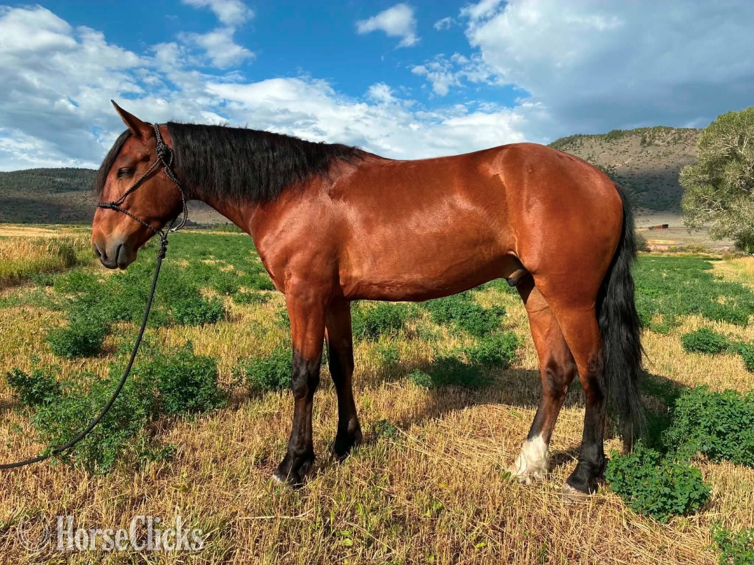 "Trooper" Bay Gelding Mustang in Colorado