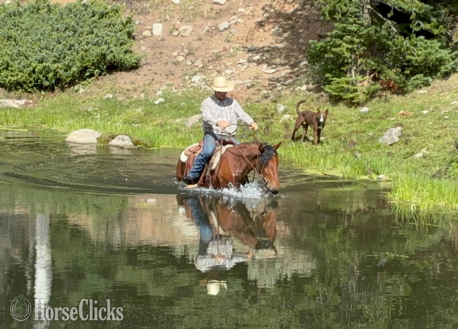 "Trooper" Bay Gelding Mustang - Mustang in Colorado