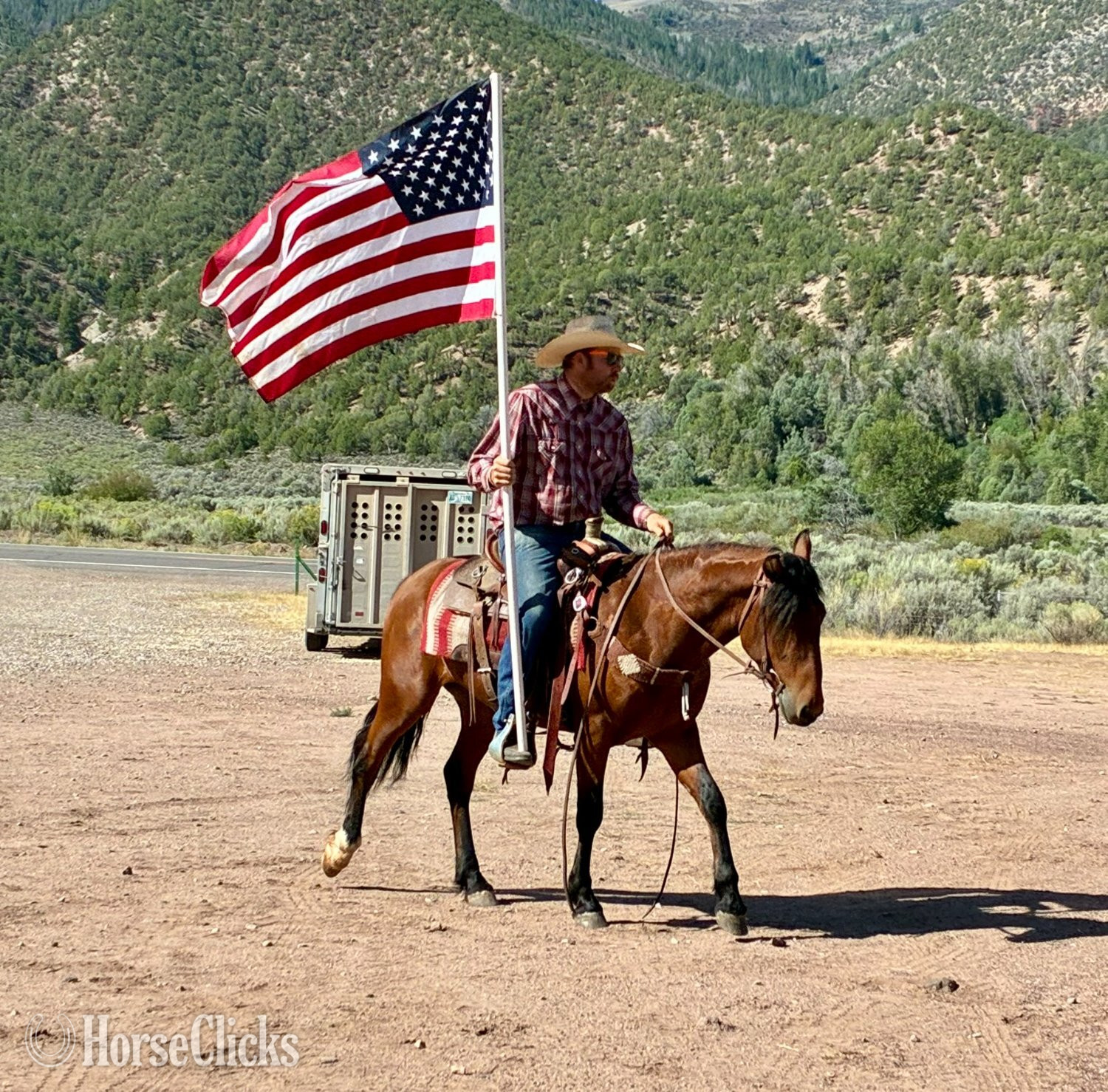 "Trooper" Bay Gelding Mustang - Mustang