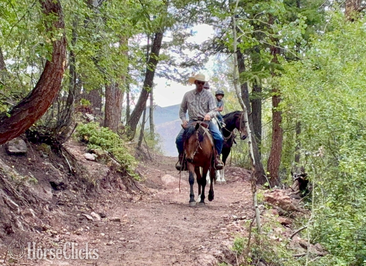 "Trooper" Bay Gelding Mustang Colorado