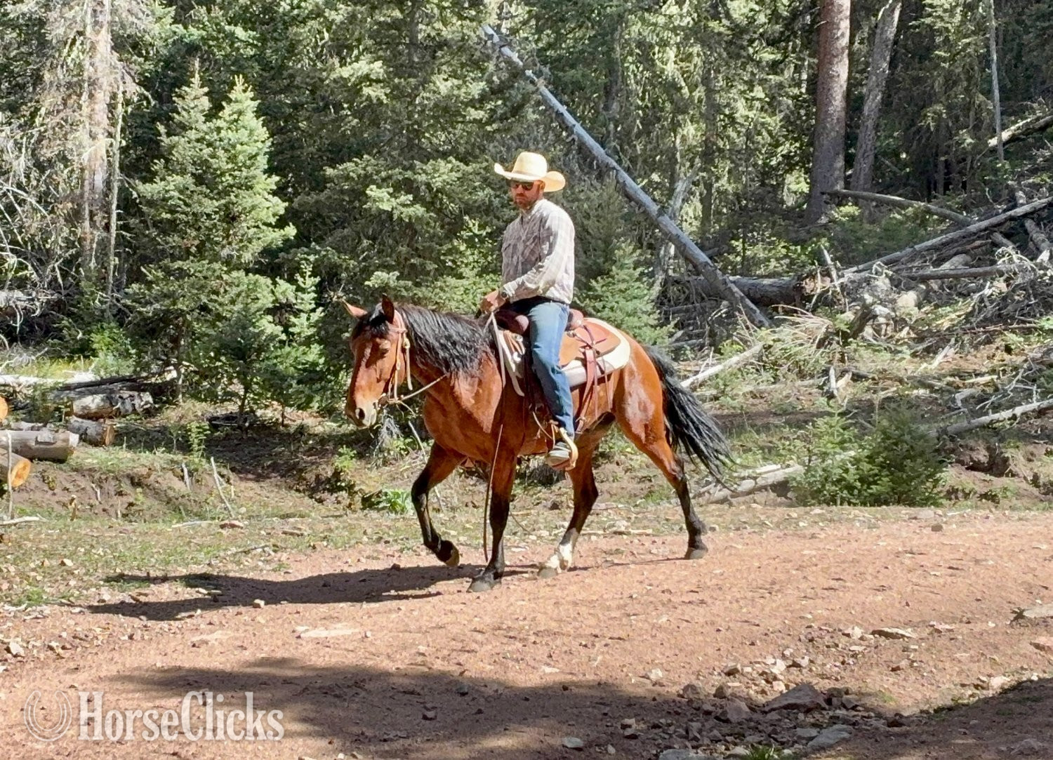 Mustang - "Trooper" Bay Gelding Mustang in Colorado