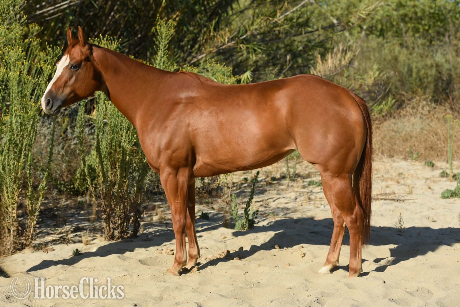 "CARDI" Sorrel Mare Quarter Horse
