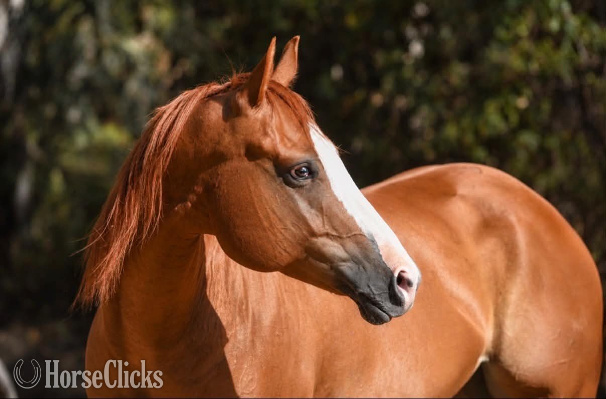 California "CARDI" Sorrel Mare Quarter Horse