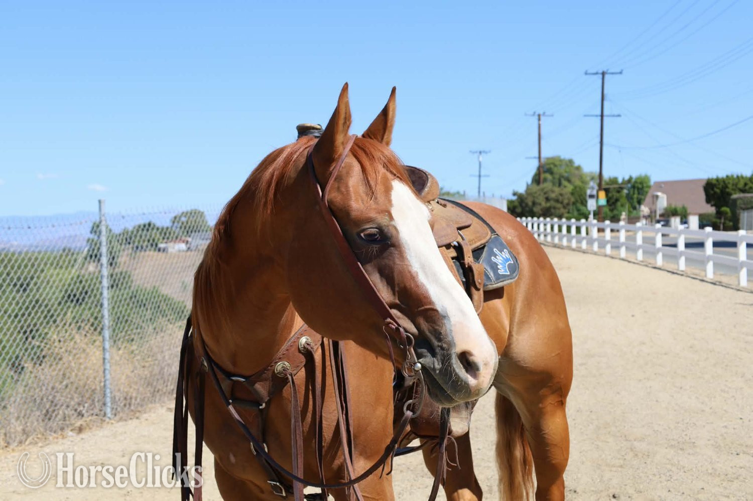 "CARDI" Sorrel Mare Quarter Horse - Quarter Horse in California
