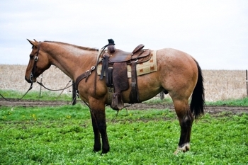 "Powerball" Dun Gelding Quarter Horse