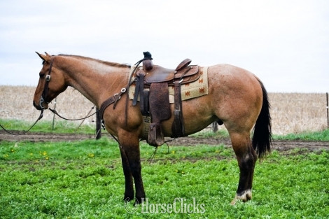 "Powerball" Dun Gelding Quarter Horse in Illinois