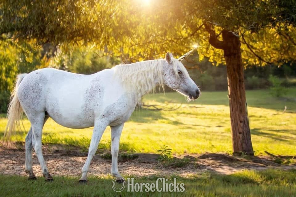 "SVA NAHLA " Grey Mare Welsh Pony in Georgia