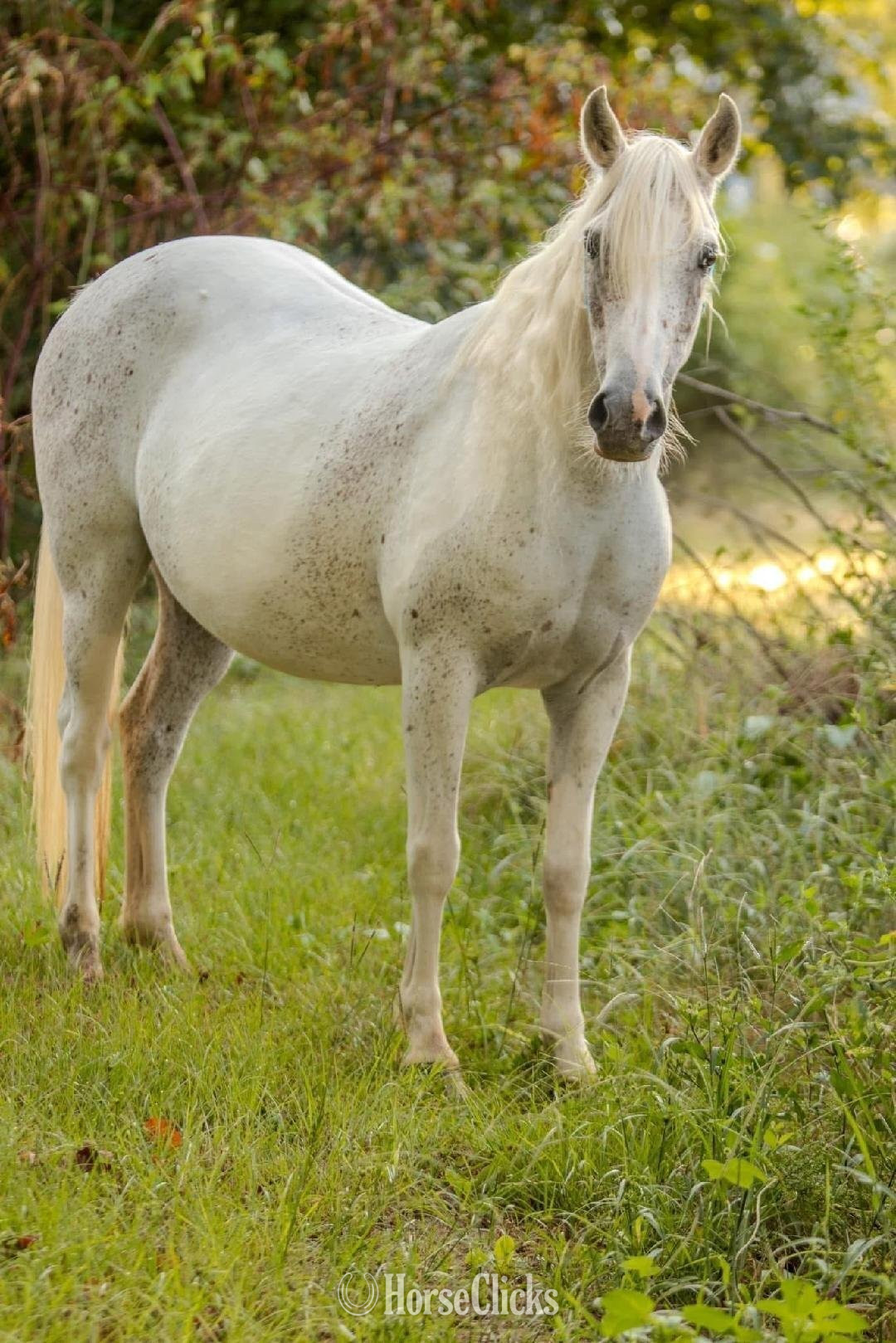 "SVA NAHLA " Grey Mare Welsh Pony