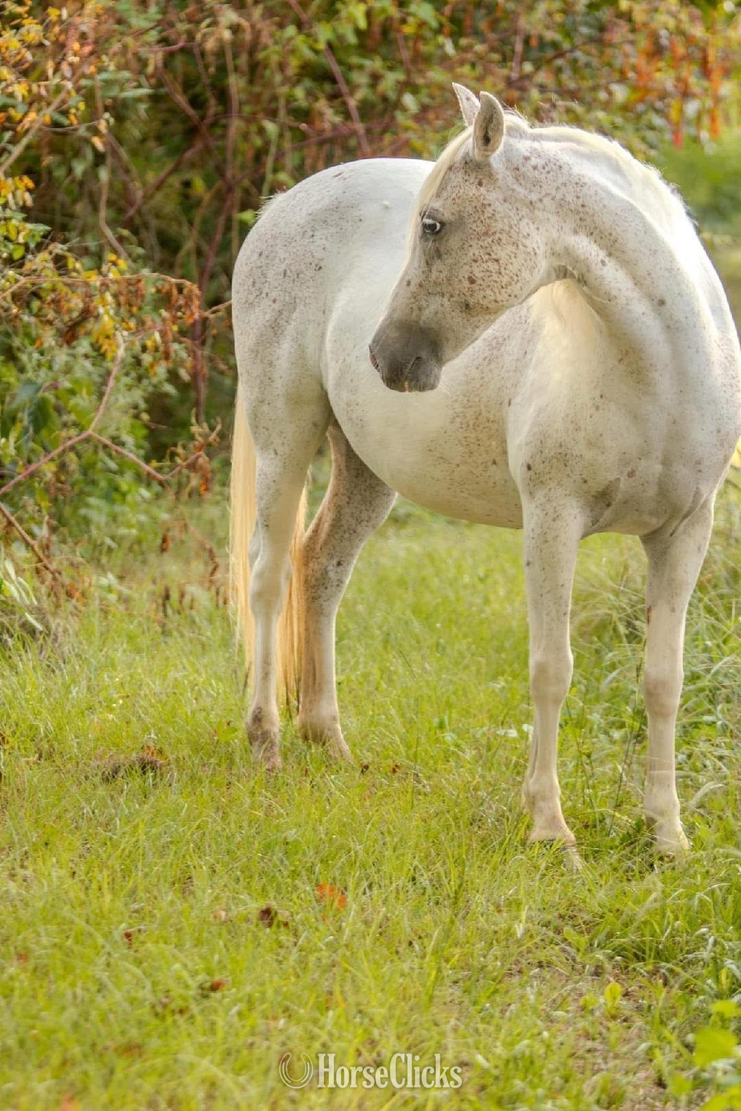 Georgia "SVA NAHLA " Grey Mare Welsh Pony