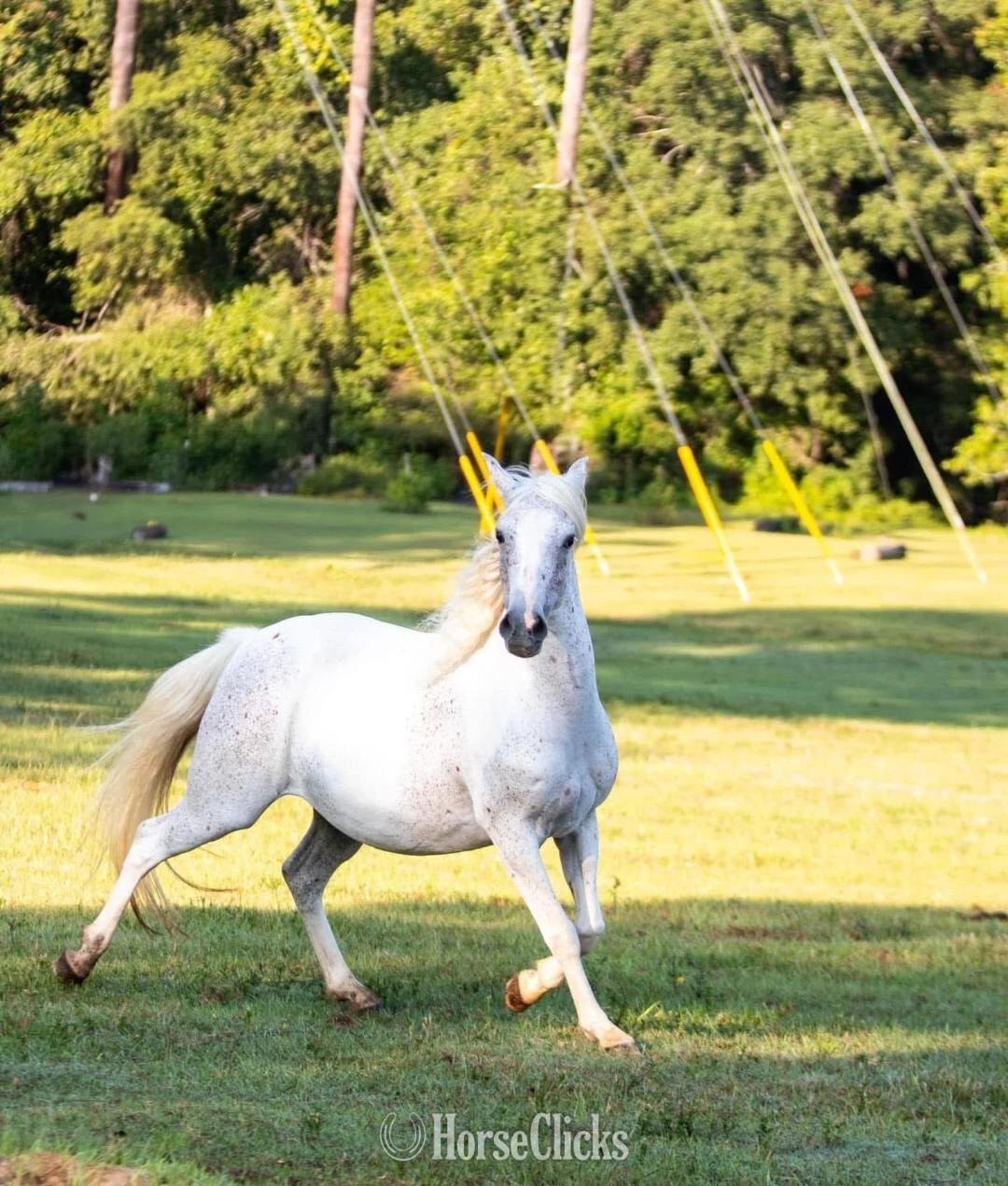 "SVA NAHLA " Grey Mare Welsh Pony - Welsh Pony in Georgia