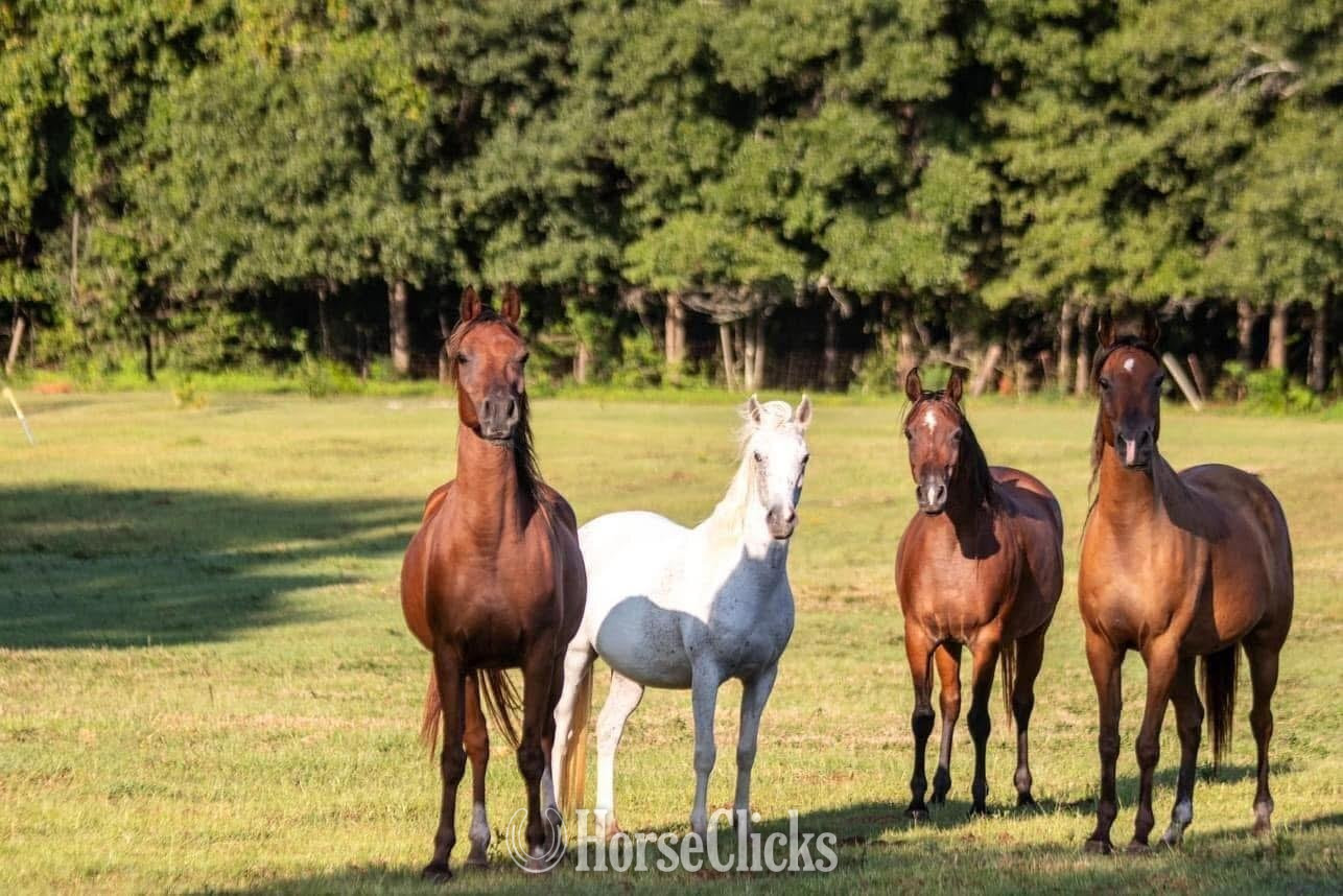 "SVA NAHLA " Grey Mare Welsh Pony - Welsh Pony