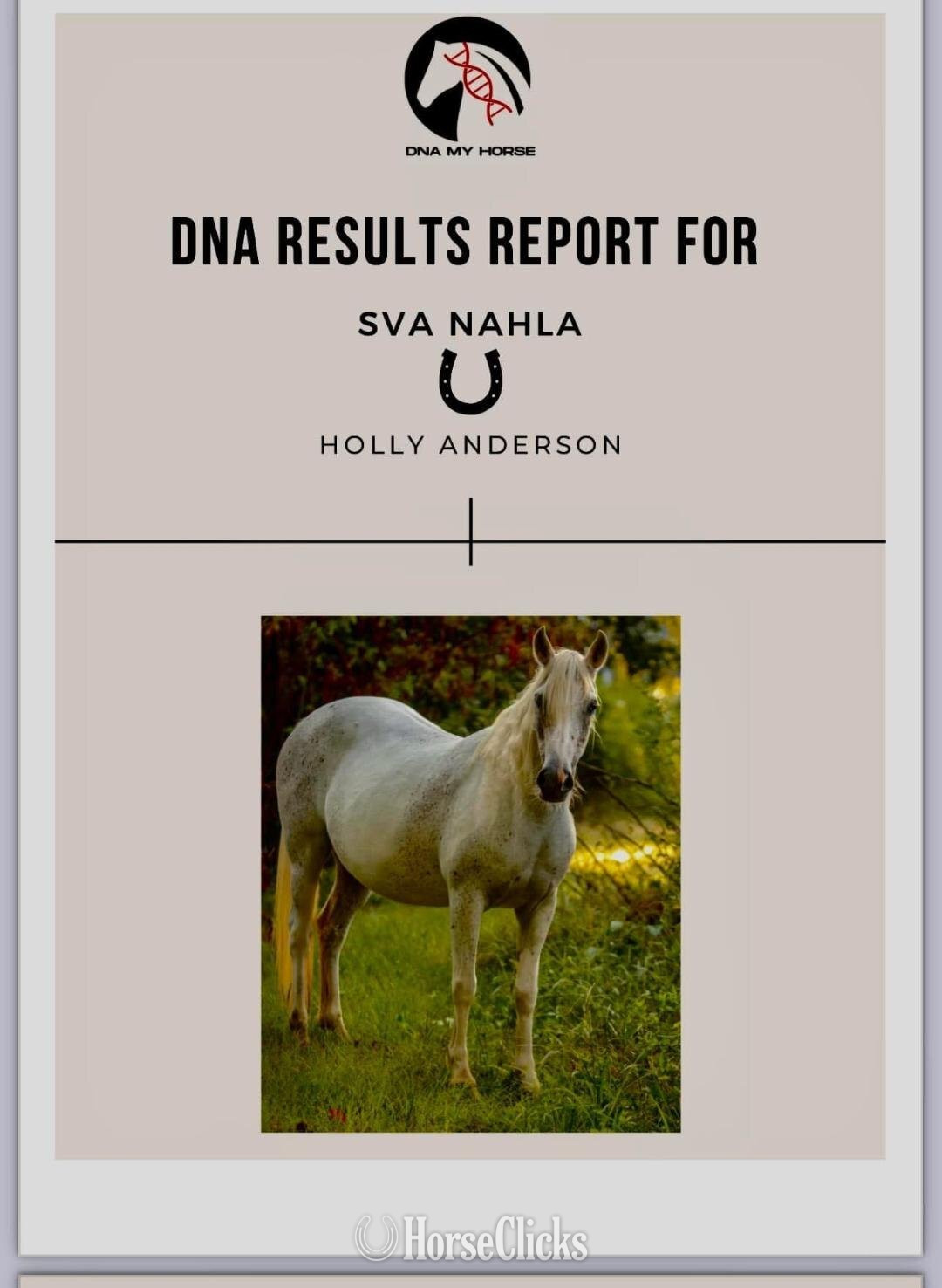 "SVA NAHLA " Grey Mare Welsh Pony Georgia