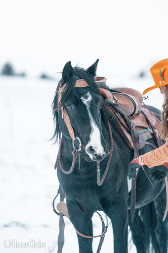 Black 15.1hh Rocky Mountain Stallion