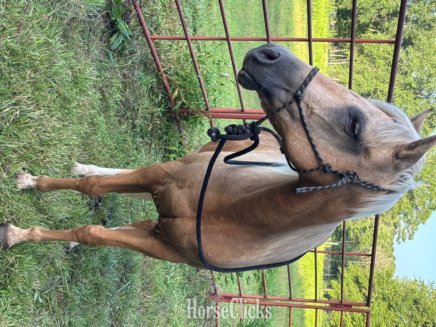 Mississippi " Bea" Palomino Mare Peruvian Paso