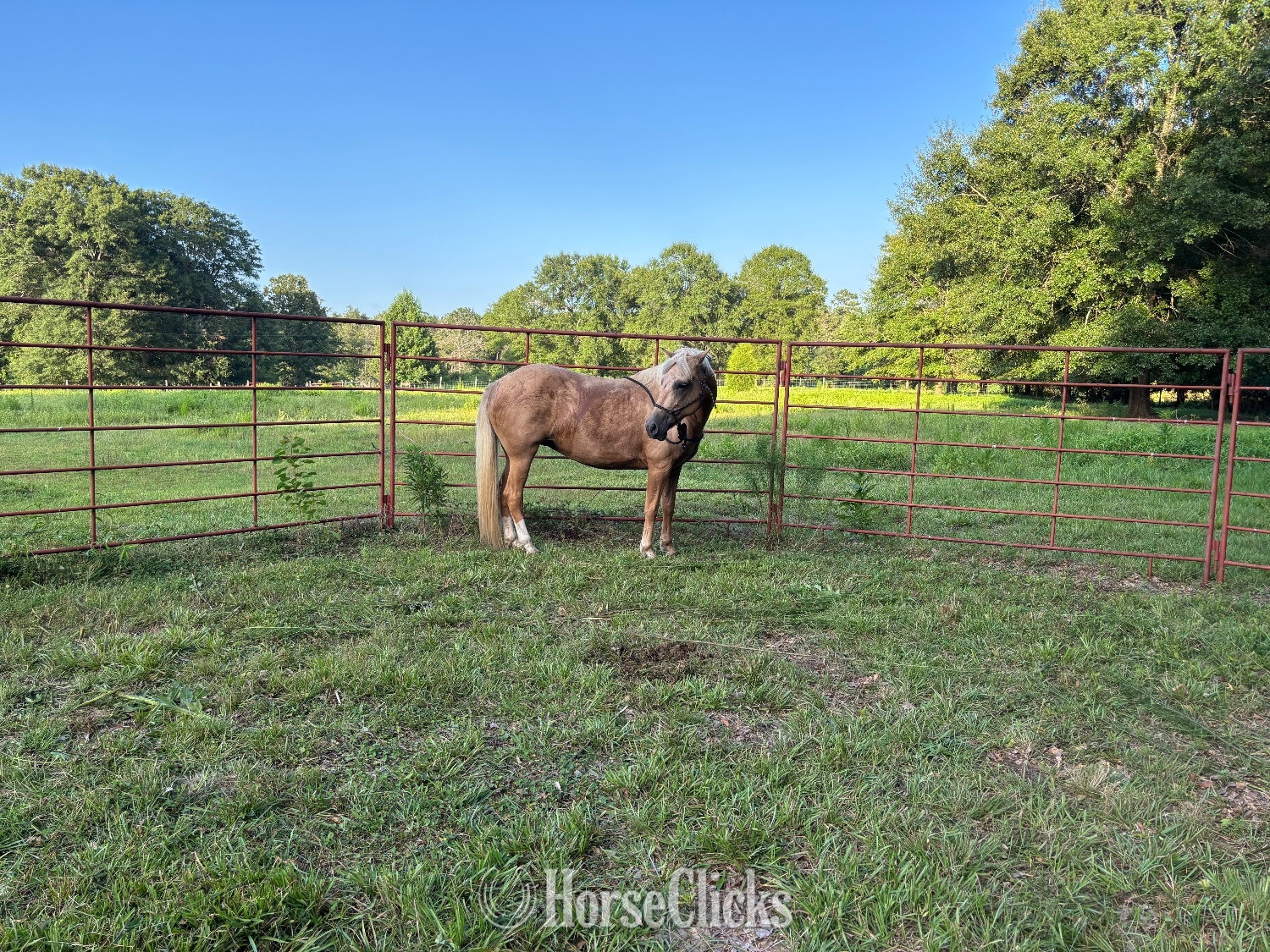 " Bea" Palomino Mare Peruvian Paso - Peruvian Paso in Mississippi