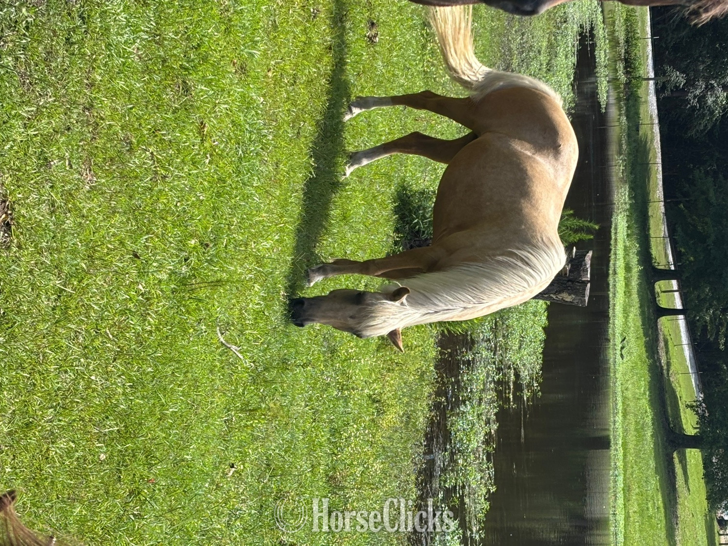 " Bea" Palomino Mare Peruvian Paso - Peruvian Paso