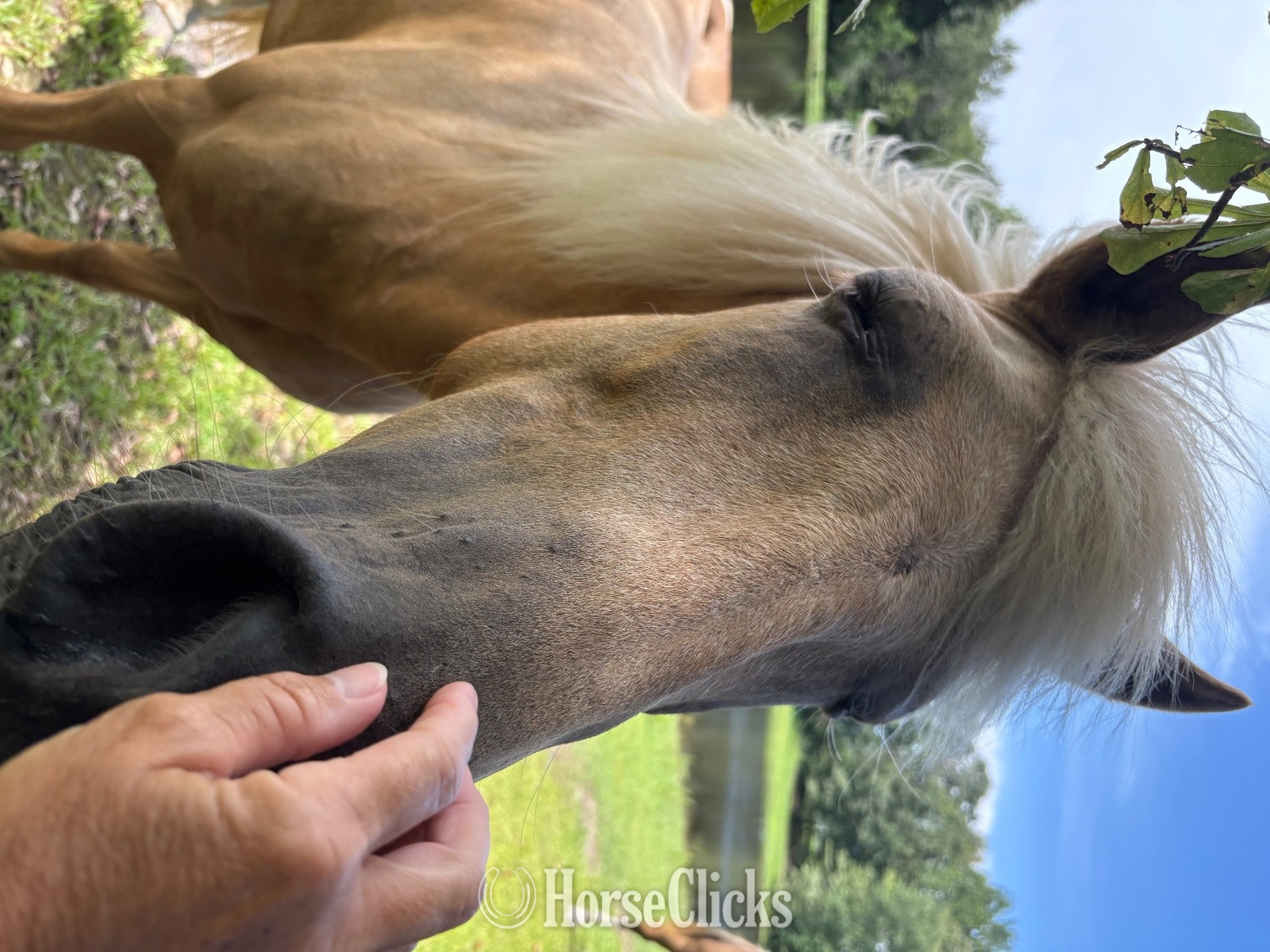 " Bea" Palomino Mare Peruvian Paso Mississippi