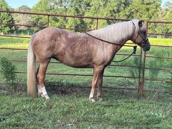 " Bea" Palomino Mare Peruvian Paso