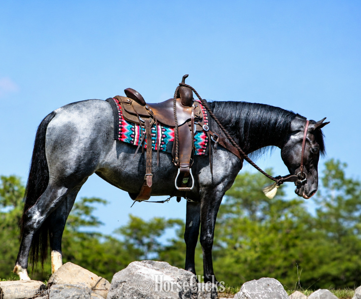 Pennsylvania "KARI" Blue Roan Mare Tennessee Walker