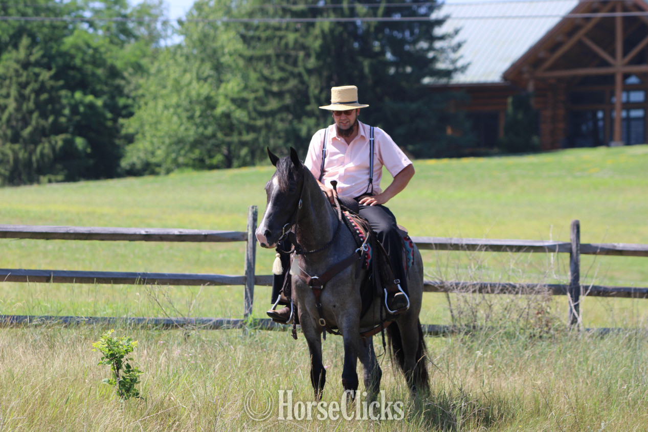 "KARI" Blue Roan Mare Tennessee Walker Pennsylvania