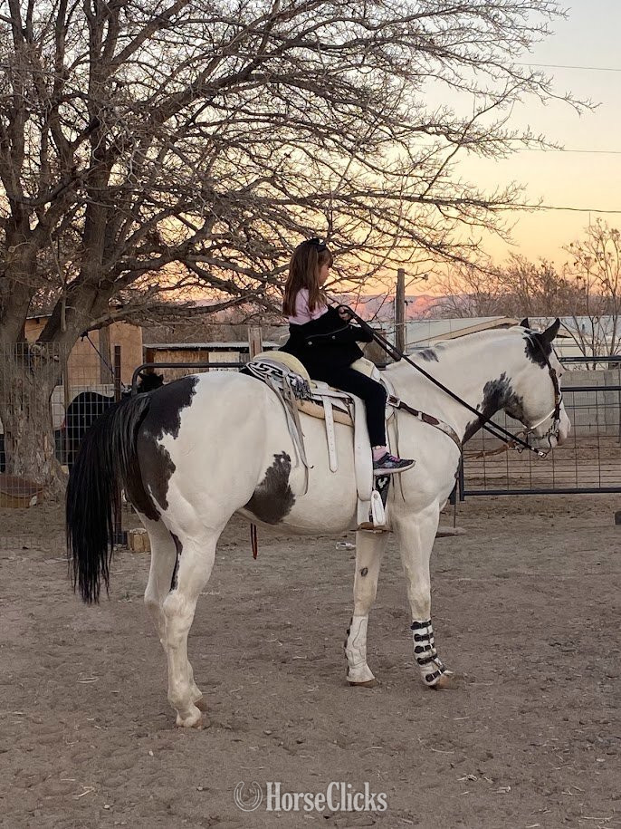 Pinto 14hh Quarter Horse Stallion