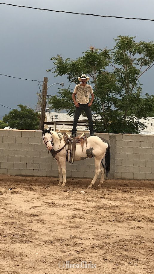 New Mexico Pinto 14hh Quarter Horse Stallion