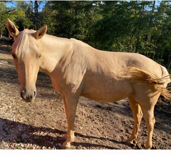 "Tansy" Palomino Mare Quarter Horse