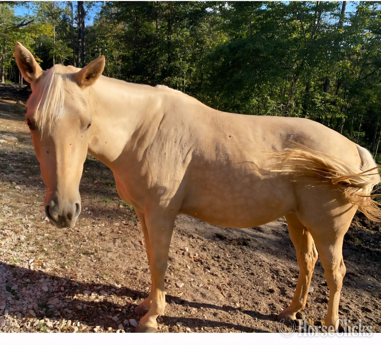 "Tansy" Palomino Mare Quarter Horse in Indiana