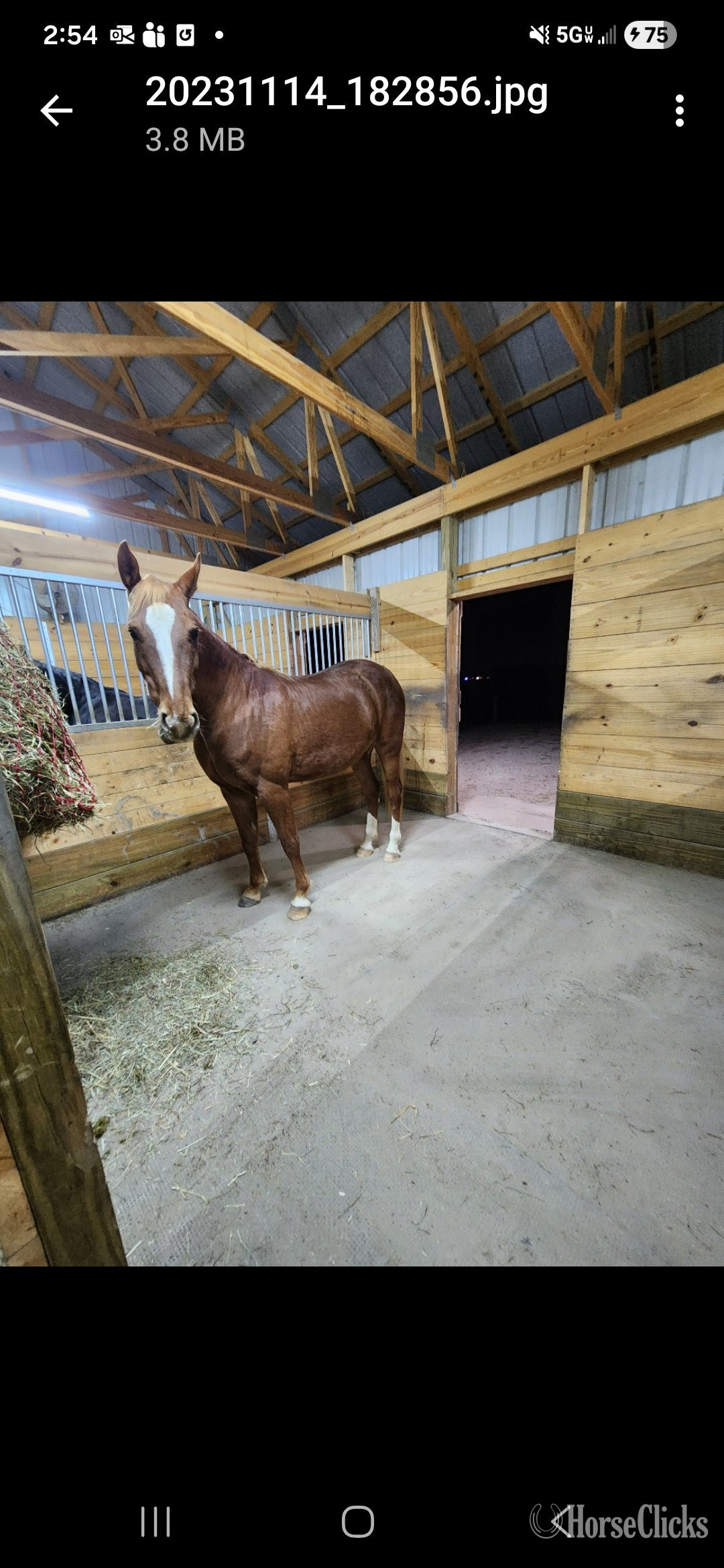 "Lucy" Sorrel Mare Tennessee Walker in Indiana