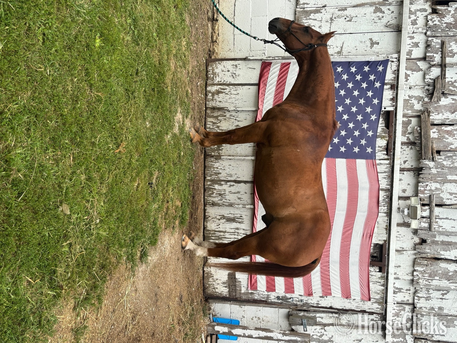 "Tex" Chestnut Gelding Quarter Horse in Indiana