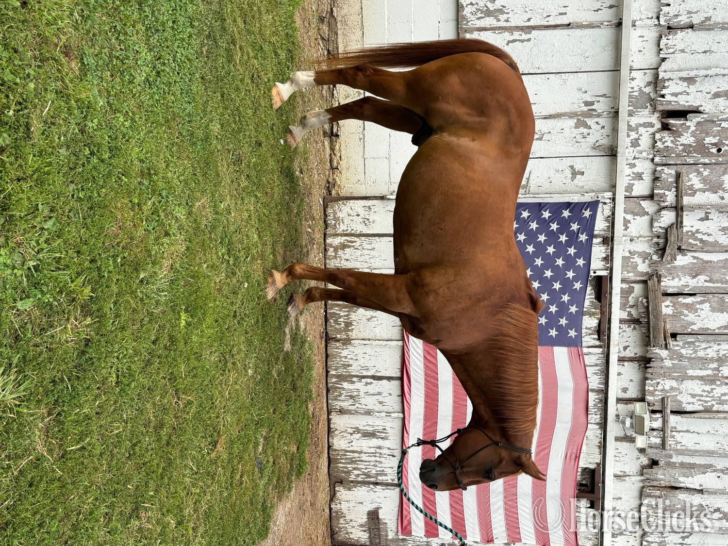 "Tex" Chestnut Gelding Quarter Horse