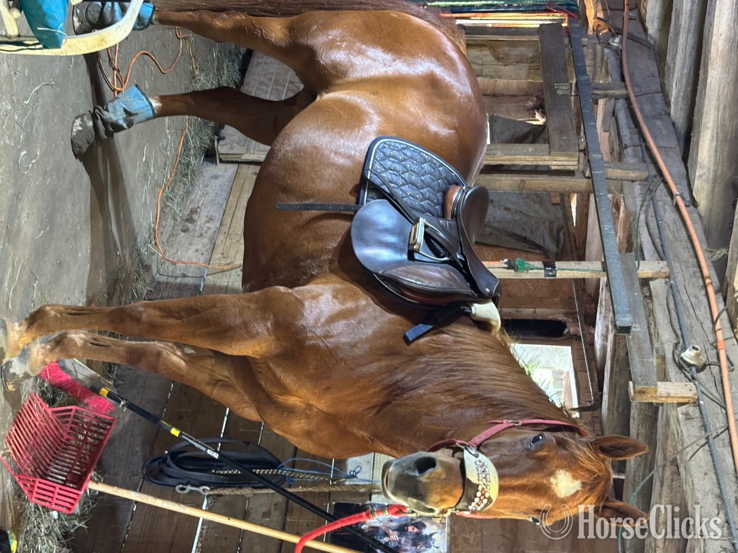 Indiana "Tex" Chestnut Gelding Quarter Horse