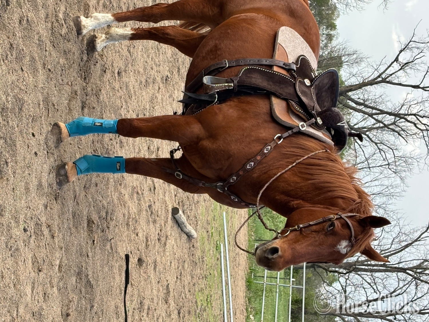 "Tex" Chestnut Gelding Quarter Horse - Quarter Horse in Indiana