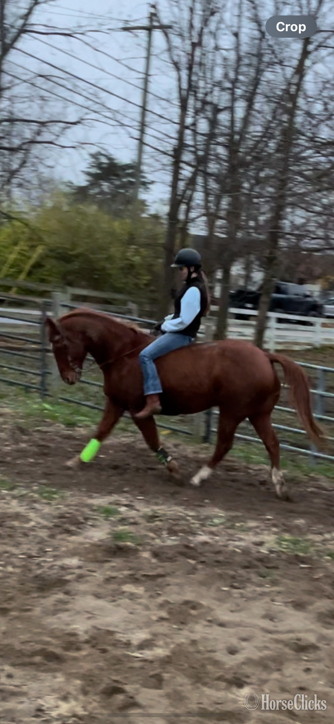 "Tex" Chestnut Gelding Quarter Horse - Quarter Horse