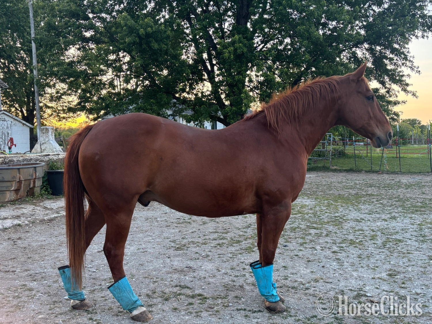 "Tex" Chestnut Gelding Quarter Horse Indiana