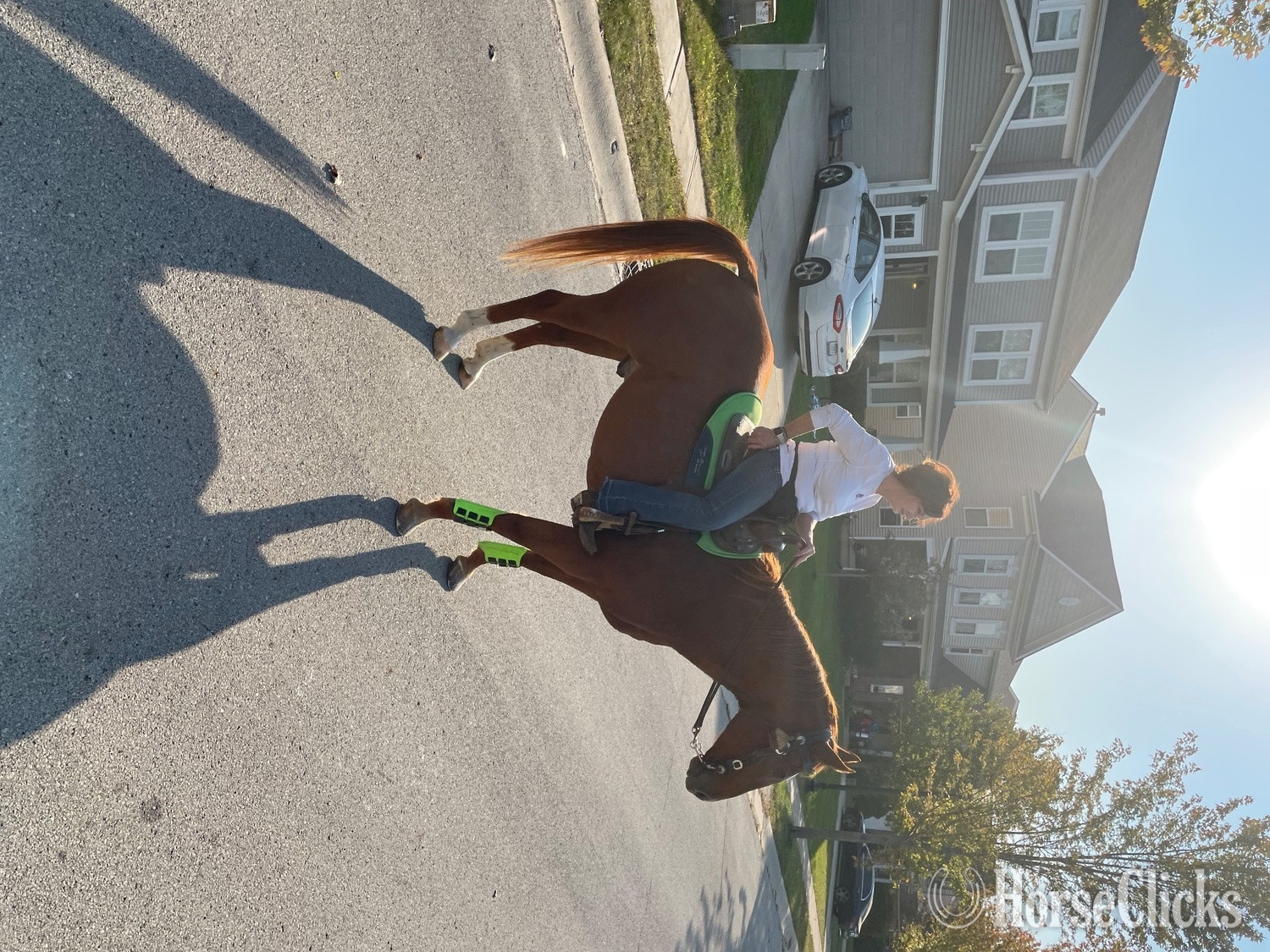 Quarter Horse - "Tex" Chestnut Gelding Quarter Horse in Indiana