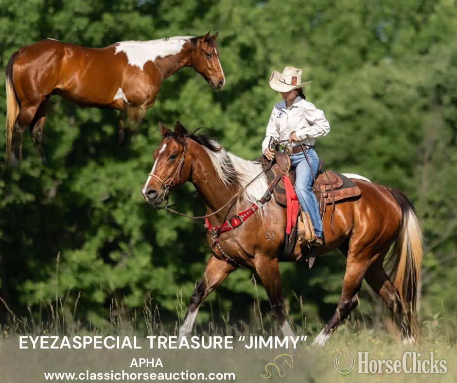 "JIMMY" Tabiano Gelding Paint in Kentucky